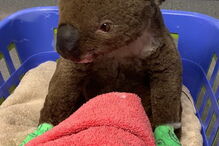 Restaurante em Lisboa adota coala e recolhe fundos para salvar animais na Austrália