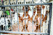 O CM esteve no local e verificou que cães continuam magros  