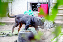 O CM esteve no local e verificou que cães continuam magros  