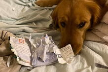 Cadela destrói passaporte da dona e impede viagem para Wuhan