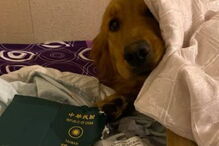 Cadela destrói passaporte da dona e impede viagem para Wuhan