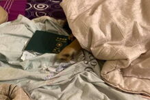 Cadela destrói passaporte da dona e impede viagem para Wuhan