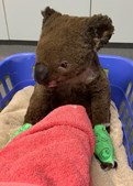 Restaurante em Lisboa adota coala e recolhe fundos para salvar animais na Austrália