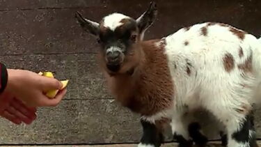 Conheça as novas crias da Quintinha do Zoo