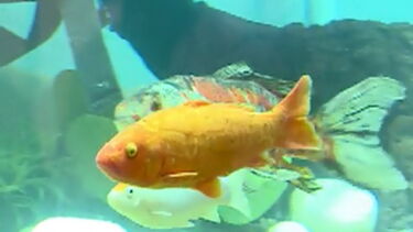 Mais de mil espécies de animais marcam presença na Exponor