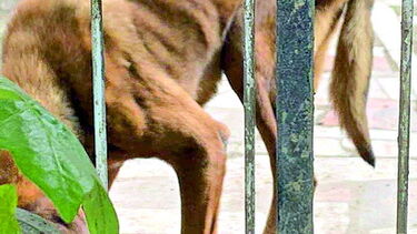 Veterinária avalia cães de ex-mulher de guitarrista dos Xutos