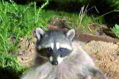 Guaxinins ‘congelam’ ao serem descobertos em quintal  