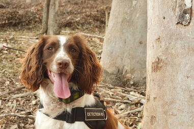 Conheça Taylor, a cadela que salvou oito coalas nos incêndios na Austrália