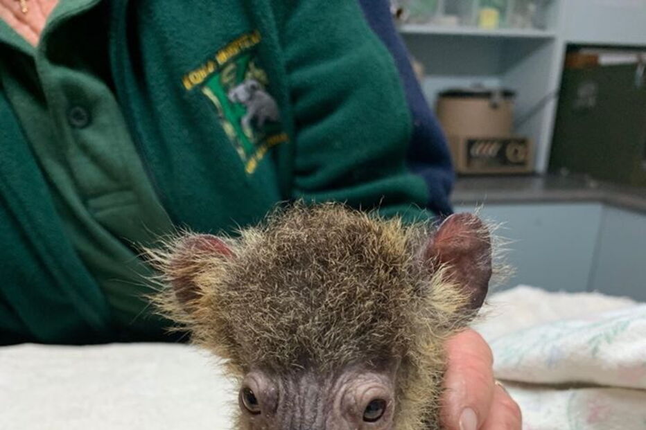 Keli, o coala que sobreviveu aos incêndios na Austrália