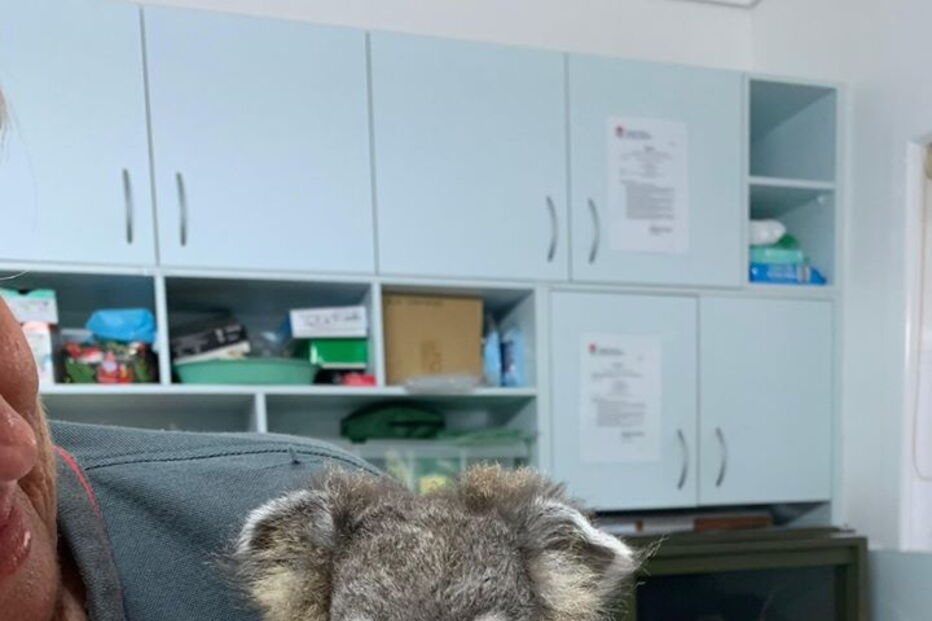 Keli, o coala que sobreviveu aos incêndios na Austrália