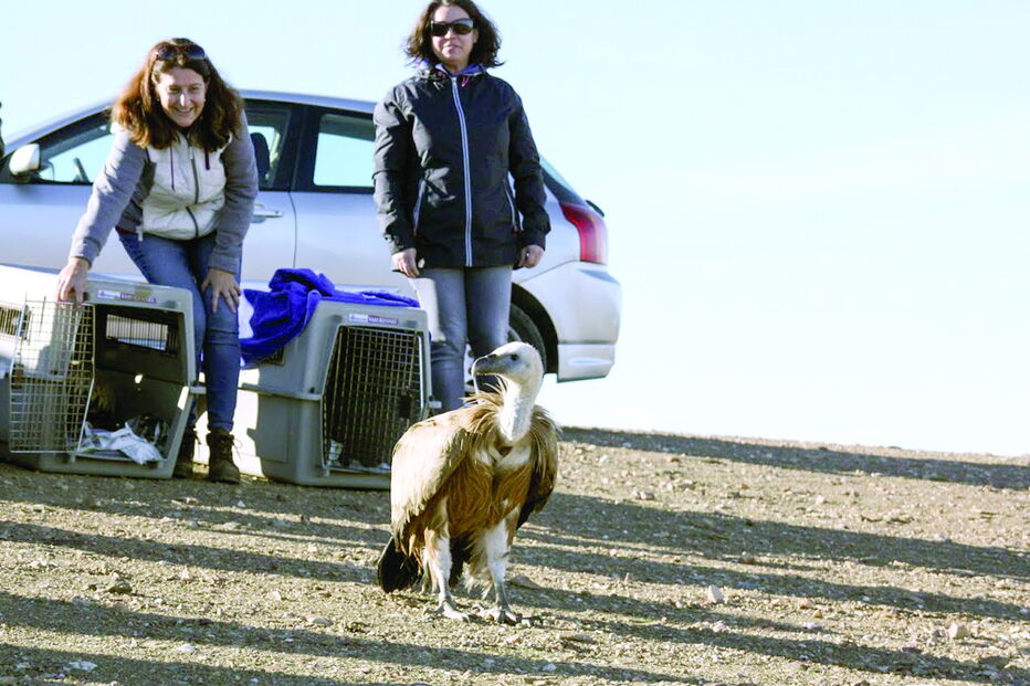 Grifo reabilitado no Centro de Recuperação e Investigação de Animais Selvagens a ser devolvido à natureza, no Alentejo 