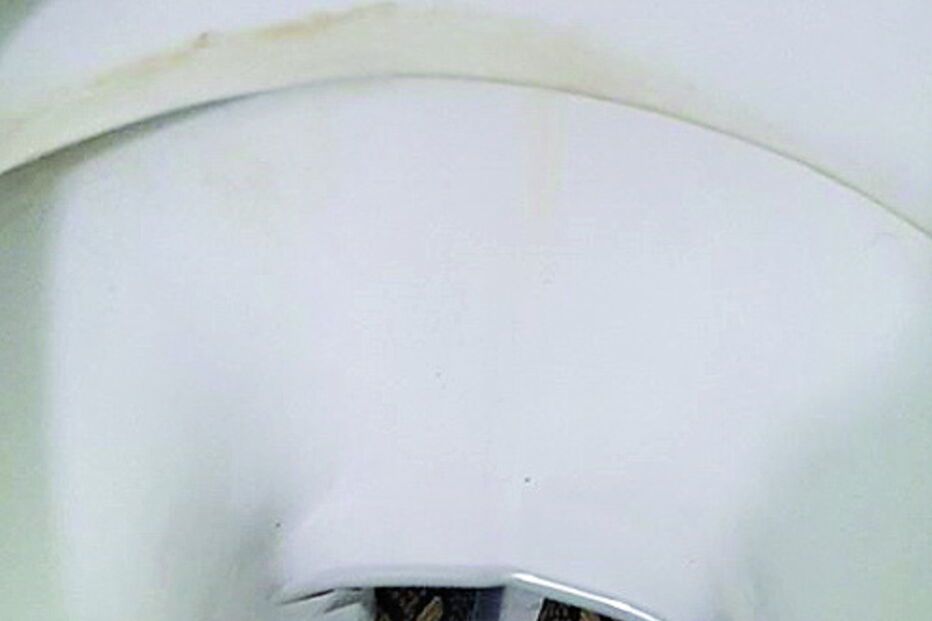 Cobra píton em sanita causa pânico