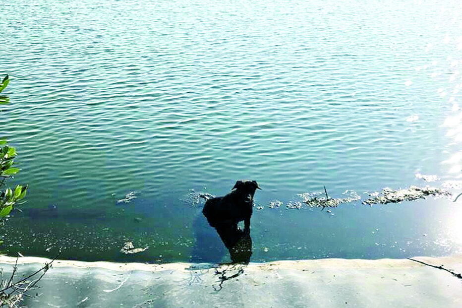 Bombeiros salvam dois cães em ETAR de Portimão