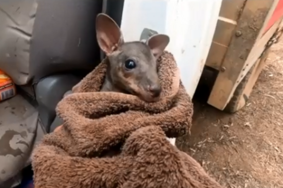 Bebé canguru salvo dos incêndios na Austrália