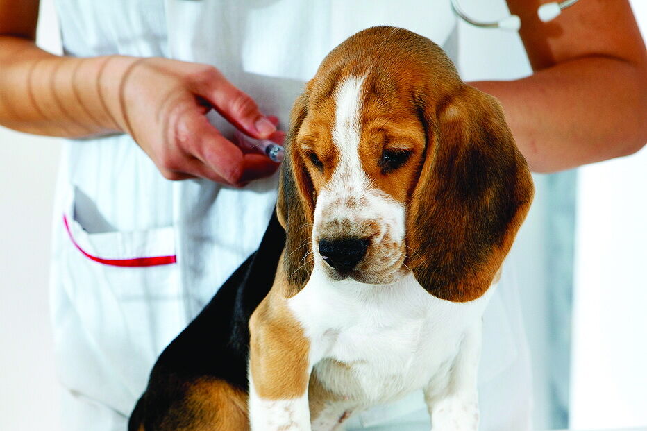 Animais de companhia são obrigados a ter um chip de identificação eletrónica 