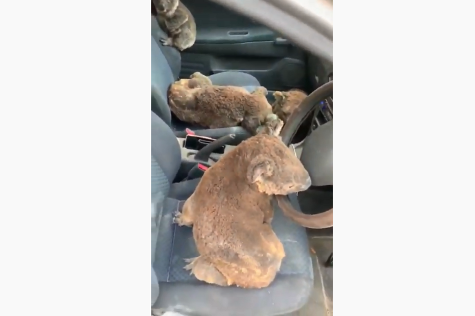 Adolescentes salvam coalas dos incêndios na Austrália