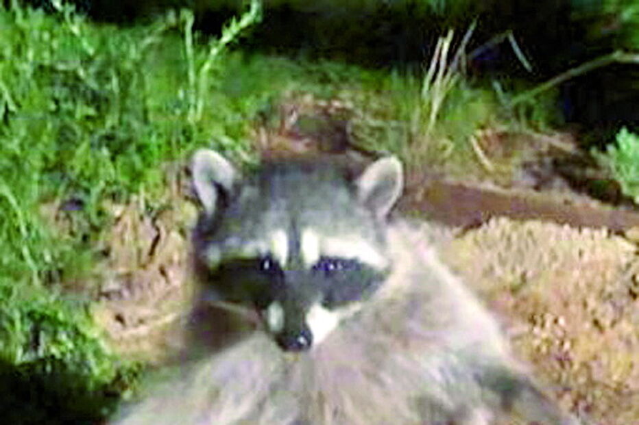 Guaxinins ‘congelam’ ao serem descobertos em quintal  