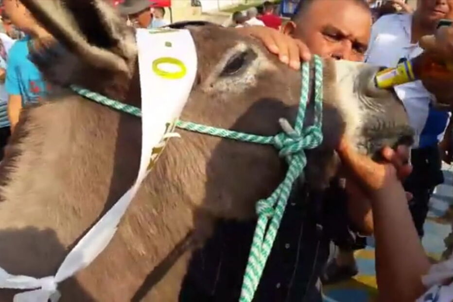 Burro obrigado a beber cerveja pelo nariz gera onda de críticas