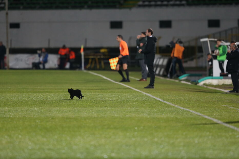 O momento em que um gato preto invade o campo no Estádio do Bonfim