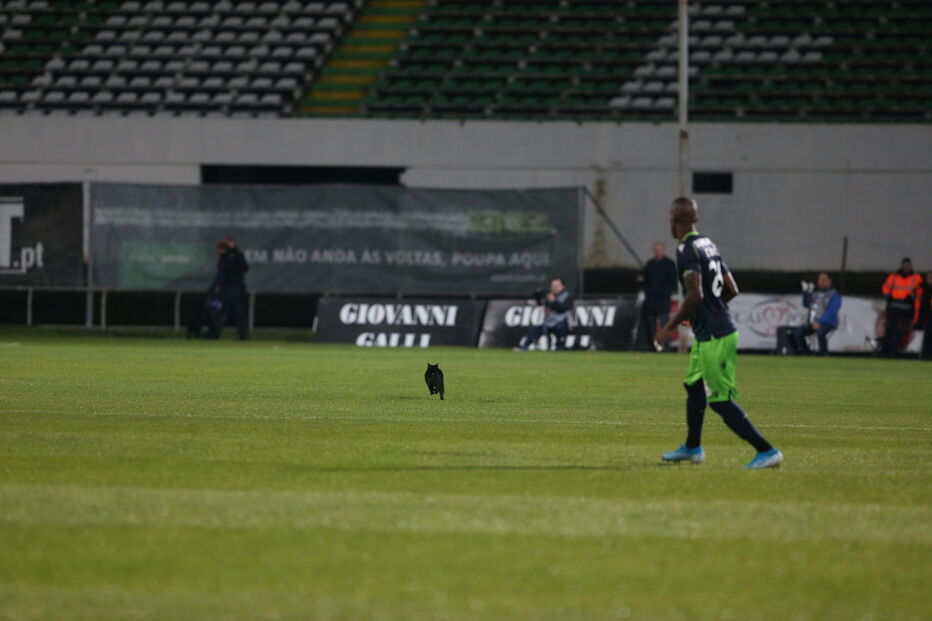 O momento em que um gato preto invade o campo no Estádio do Bonfim