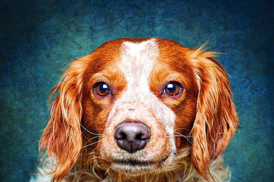 Cães modelos para promover adoção  