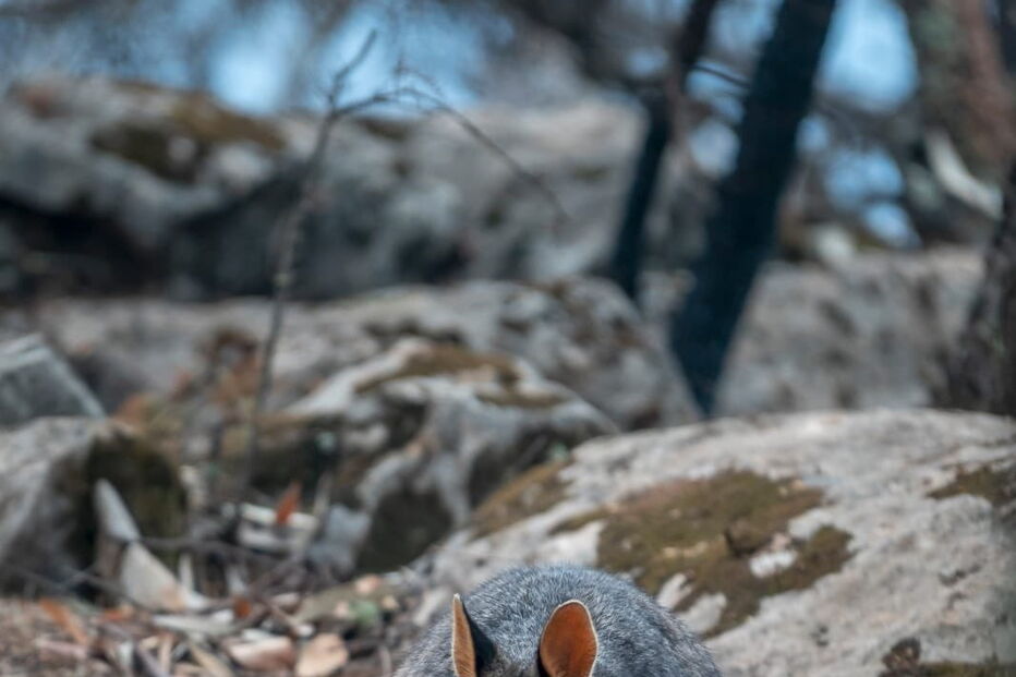 Helicópteros largam comida para alimentar animais nos fogos da Austrália