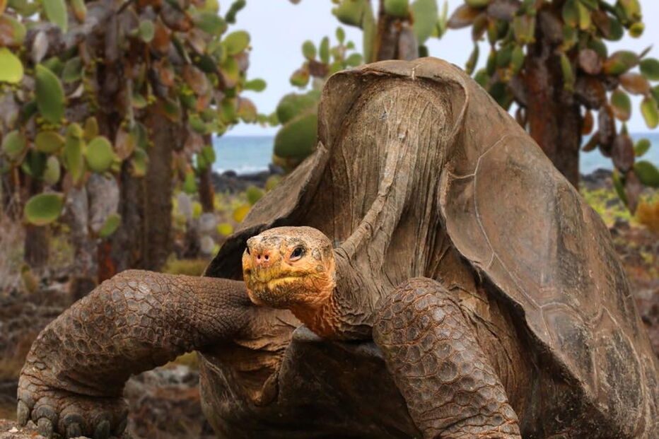 Diego tem mais de 100 anos e foi um dos machos que salvou a sua espécie da extinção