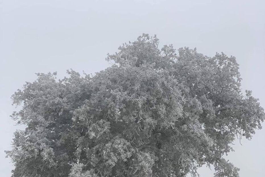 Bragança pintada de branco