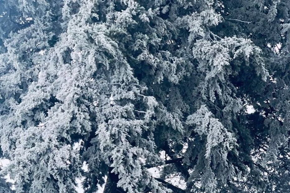 Bragança pintada de branco