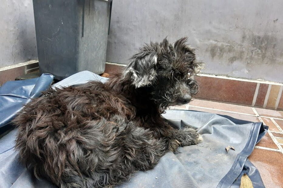 Dono cola olhos do cão