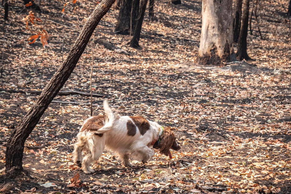 Conheça Taylor, a cadela que salvou oito coalas nos incêndios na Austrália
