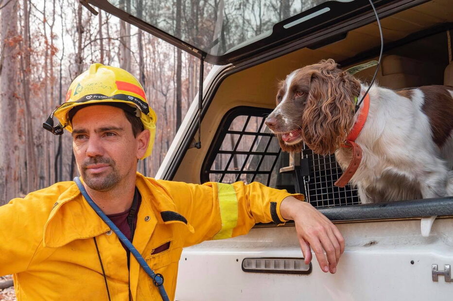 Conheça Taylor, a cadela que salvou oito coalas nos incêndios na Austrália
