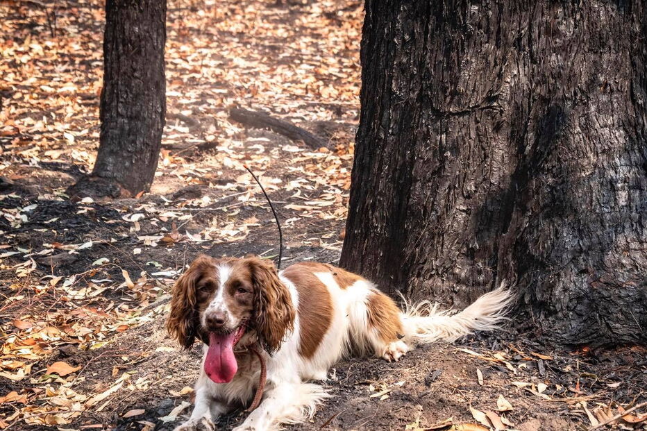 Conheça Taylor, a cadela que salvou oito coalas nos incêndios na Austrália
