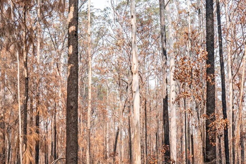 Conheça Taylor, a cadela que salvou oito coalas nos incêndios na Austrália