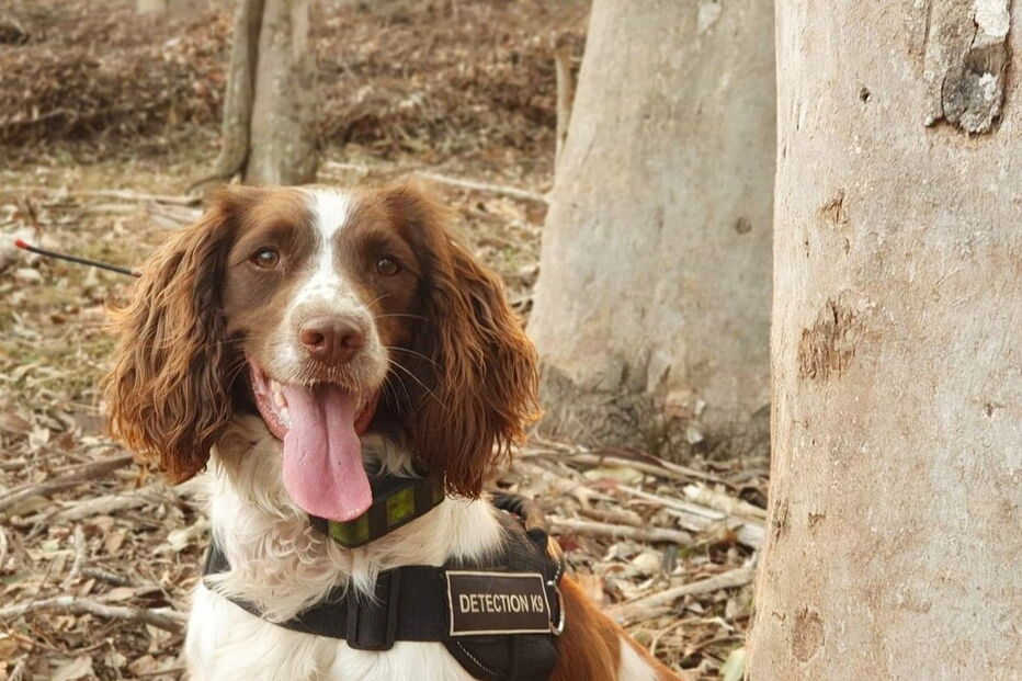 Conheça Taylor, a cadela que salvou oito coalas nos incêndios na Austrália