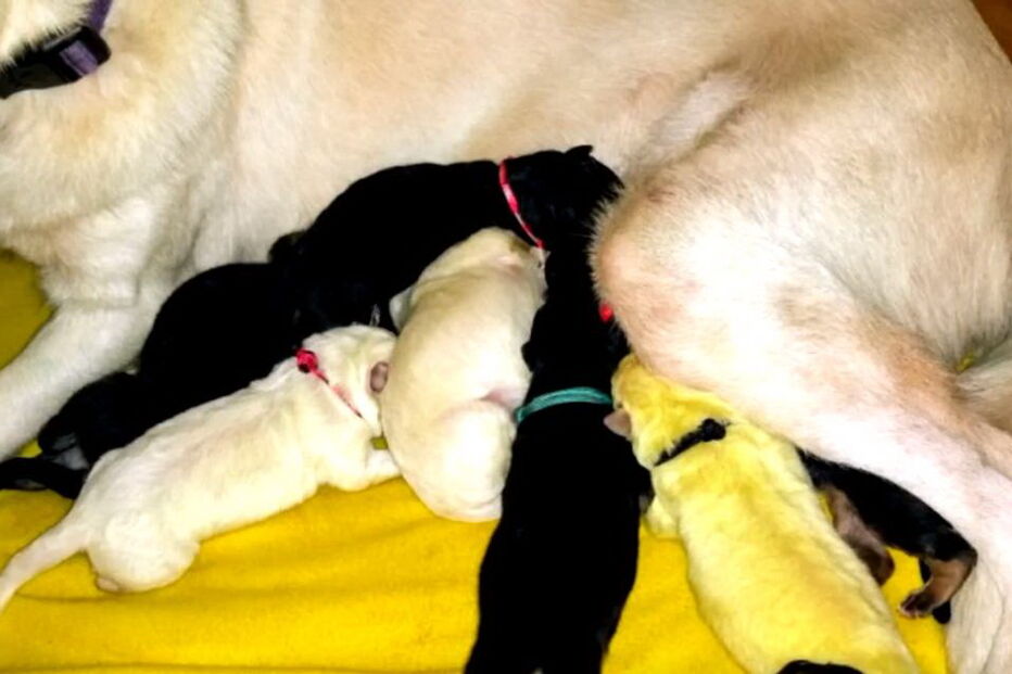 Hulk, o cachorrinho que nasceu com o pelo verde lima