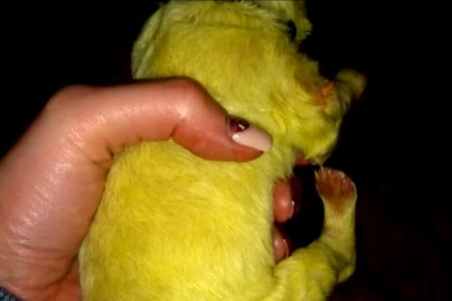 Hulk, o cachorrinho que nasceu com o pelo verde lima