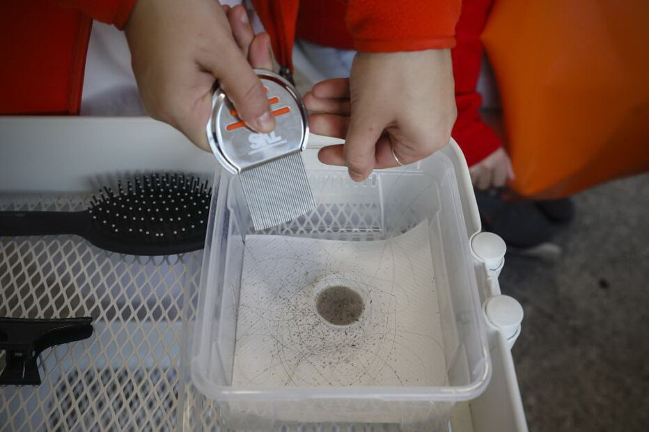 Clínicas de tratamento para piolhos cheias de adolescentes contagiadas em 'selfies'