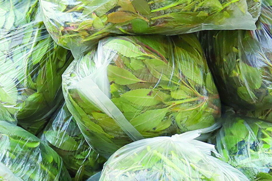 Khat apreendido vinha de África 