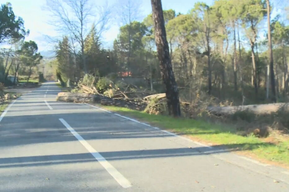 Queda de Árvores em Silgueiros, Viseu