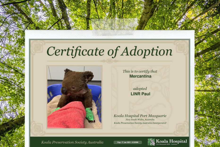 Restaurante em Lisboa adota coala e recolhe fundos para salvar animais na Austrália