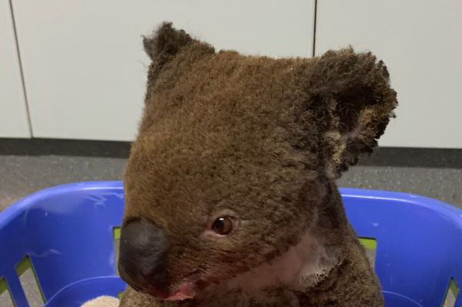 Restaurante em Lisboa adota coala e recolhe fundos para salvar animais na Austrália