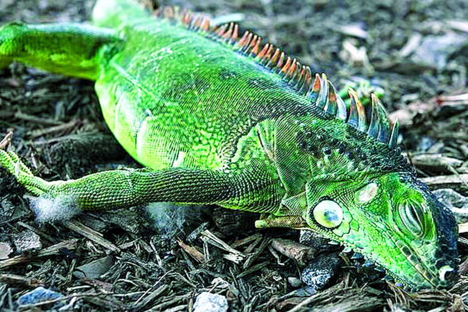 Iguanas 'congeladas' caem das árvores na Florida