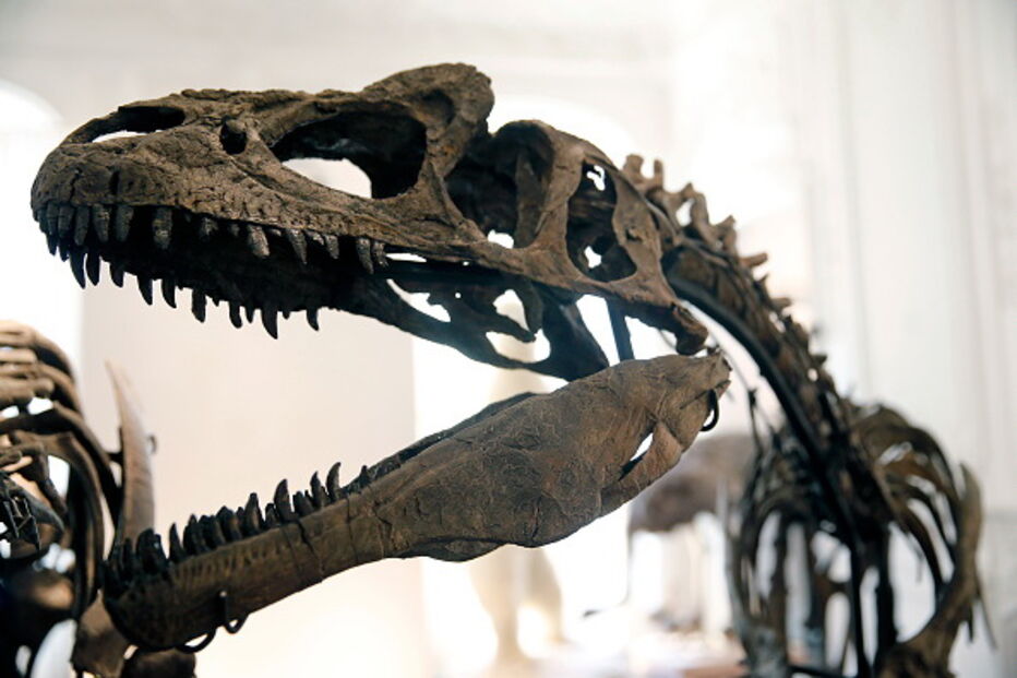 Allosaurus jimmadseni