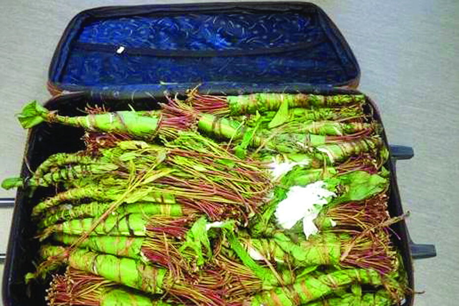 Khat é conhecido como droga do Daesh. Planta é mascada, fumada ou bebida 