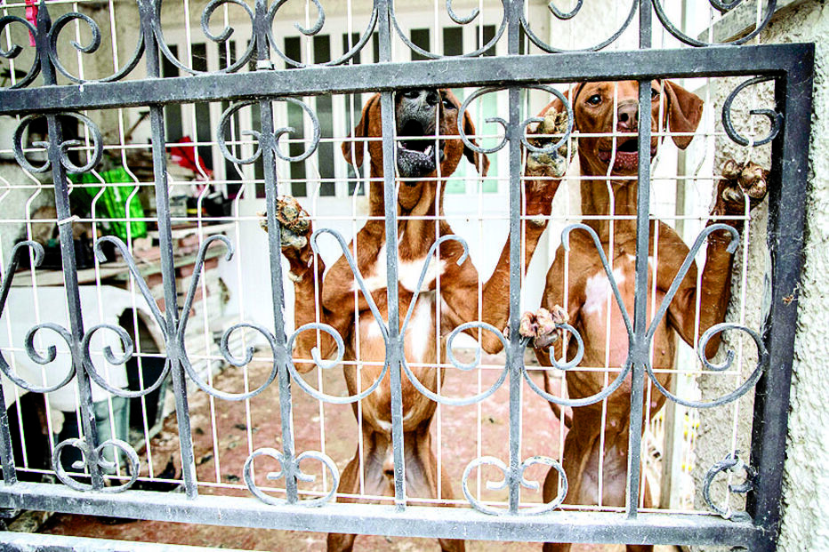 O CM esteve no local e verificou que cães continuam magros  