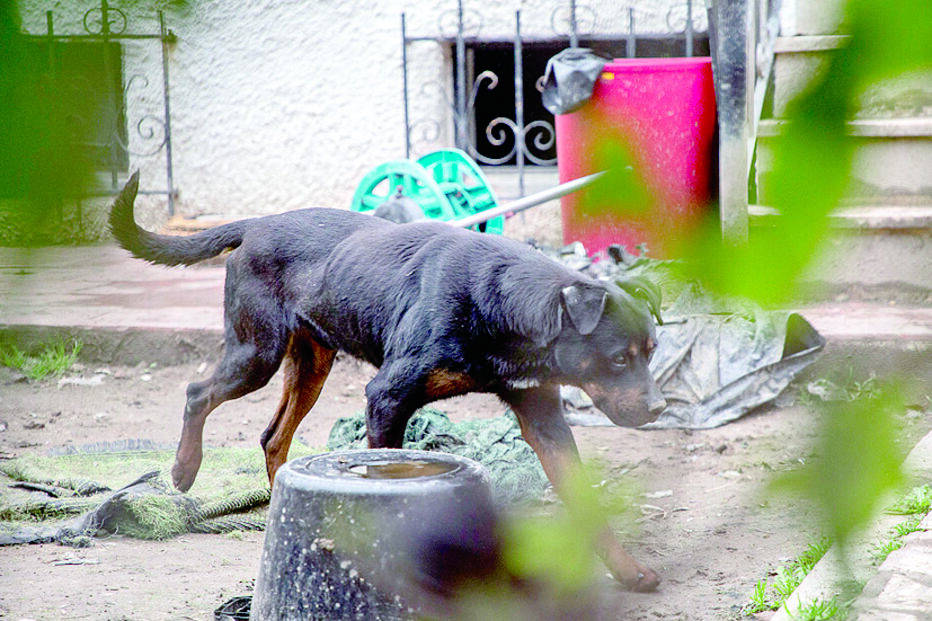 O CM esteve no local e verificou que cães continuam magros  