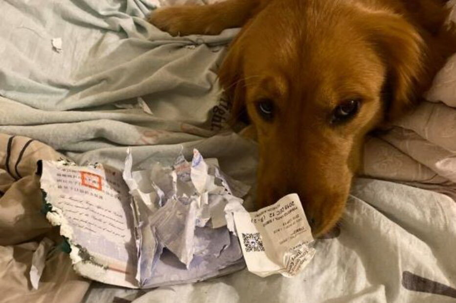 Cadela destrói passaporte da dona e impede viagem para Wuhan