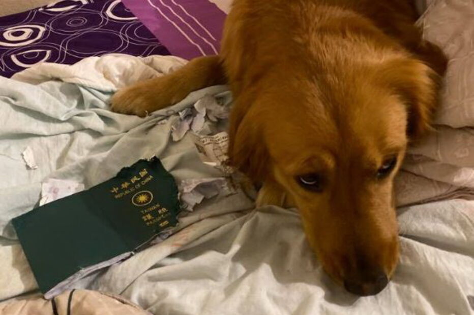 Cadela destrói passaporte da dona e impede viagem para Wuhan