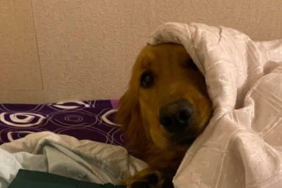 Cadela destrói passaporte da dona e impede viagem para Wuhan